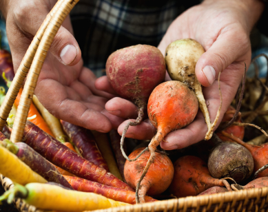 hands holding beets