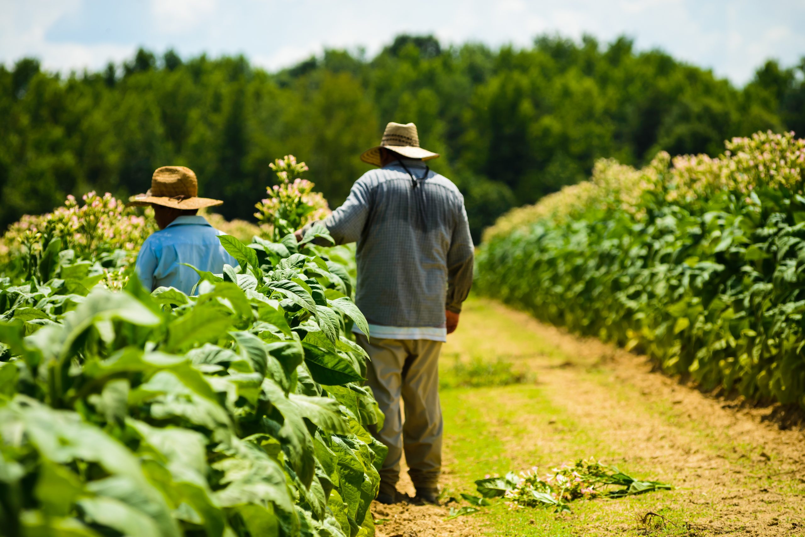 Calling farming. Farming workers in England. Safe working in Farm. Farm worker картинка. Safe working in Farm picture.