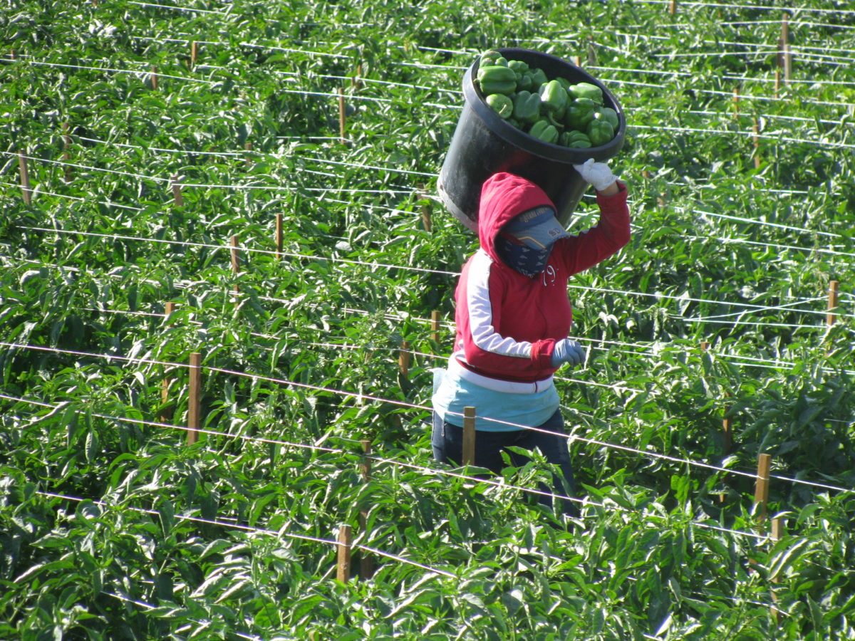 Coachella Valley worker taken by Bruce Nov 2011