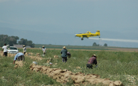 plane fumigating workers2LN