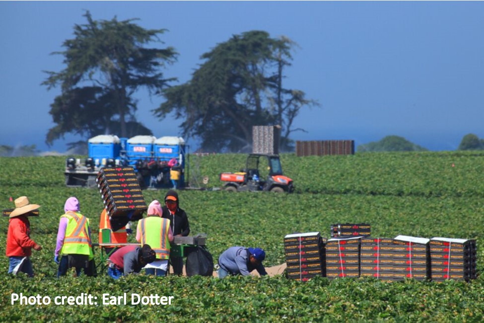 Strawberry_workers_credit_Earl_Dotter