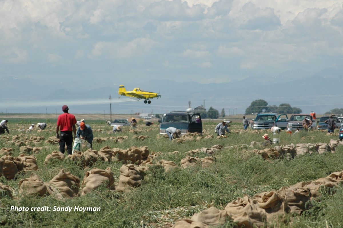 aerial pesticide application credit Sandy Hoyman