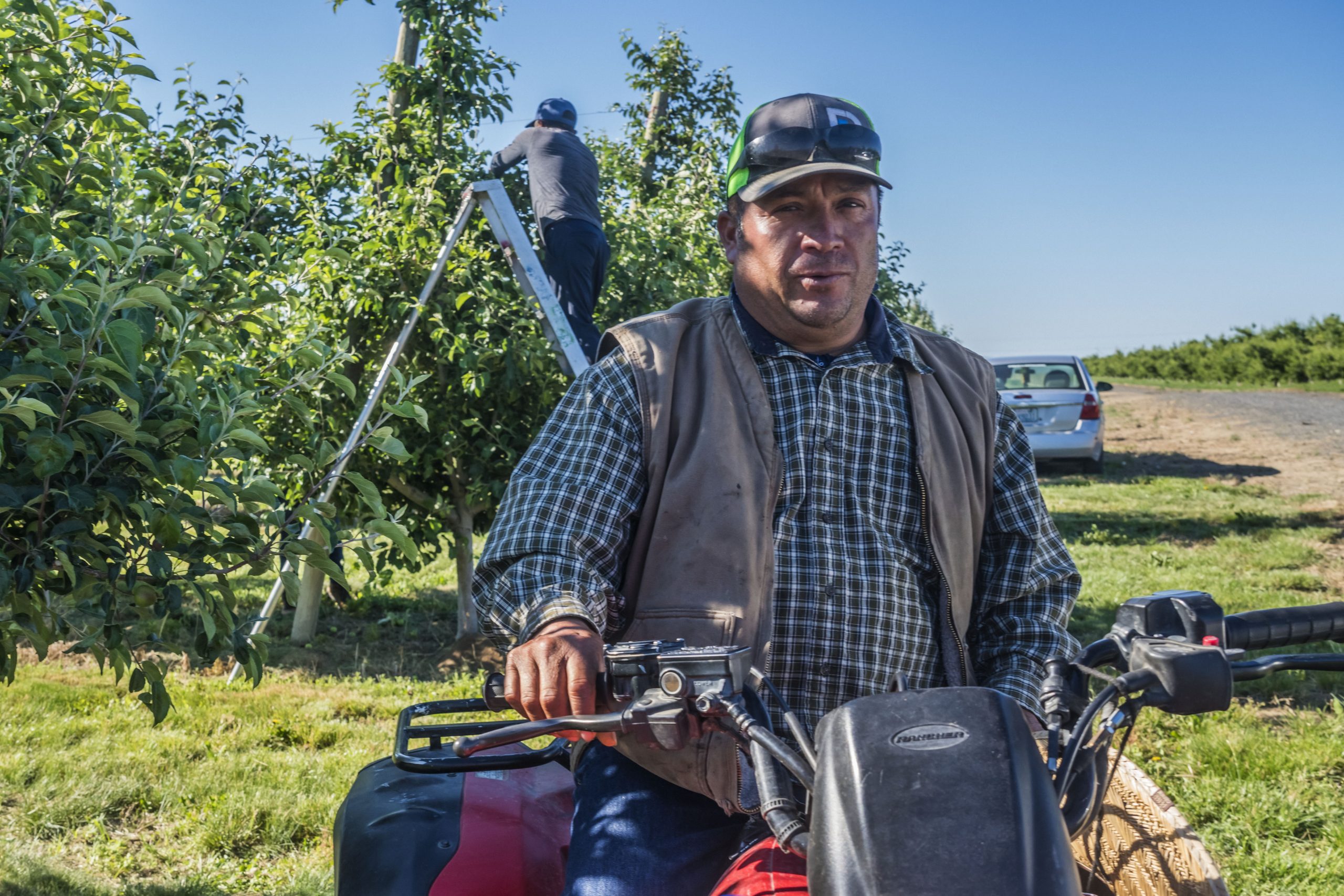 Farmworkers thin apples on trees in a Washington State apple orchard. Alberto Rodriguez is the foreman of the crew Copyright David Bacon